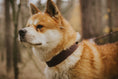Load image into Gallery viewer, Collar TEXAS