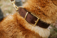 Load image into Gallery viewer, Collar TEXAS