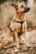 Load image into Gallery viewer, Leather harness PARIS