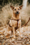 Load image into Gallery viewer, Leather harness PARIS