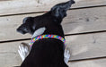 Load image into Gallery viewer, Collar NYLON
