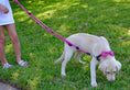 Load image into Gallery viewer, Adjustable leash PARIS
