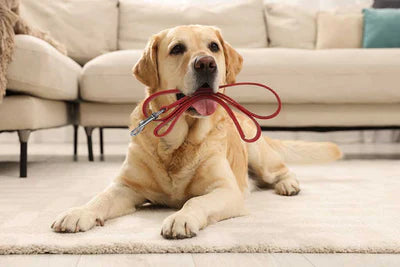 Adjustable leash PARIS