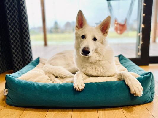 Pet bed TEDDY Otusso